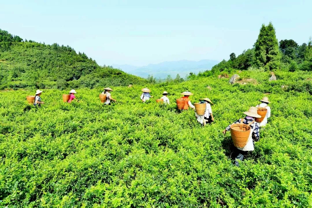 湘茶名家齐聚长沙 为湖南永顺莓茶献计献策