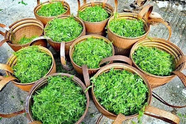 永顺莓茶在中央电视台专题播出