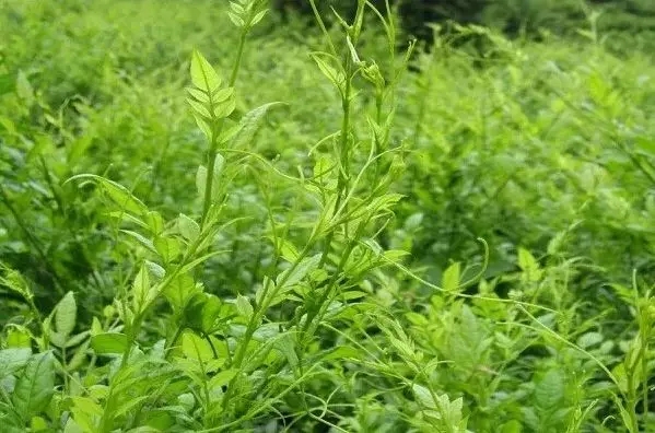 永顺莓茶的价值体现