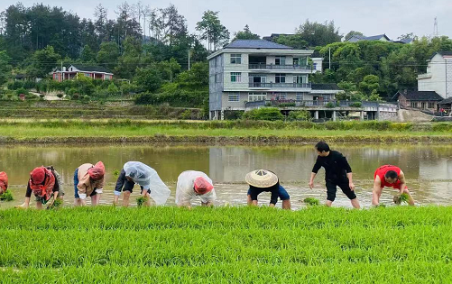 石堤小学：将主题党日活动搬到田间 增强党员服务意识